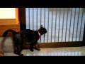 猫の発情（メス） cat in heat　（Estrus）