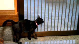 猫の鳴き声 猫語 のサンプル音声や意味について解説 Cat Press キャットプレス