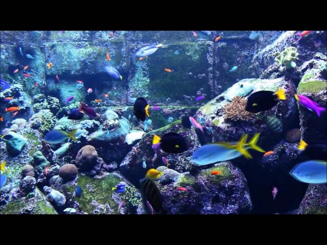 Quran for relaxing - Surah Al-Fatihah & Al-Baqarah - Aquarium Fish Tank -  Mishary Rashid Alafasy class=