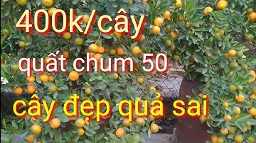 Công khai giá vườn quất tết 2022, quất cảnh tết 2022 trên chum 50 giá tại vườn