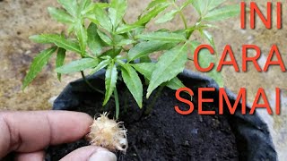 Download Lagu Cara Menanam Kedondong Mini Dari Biji MP3