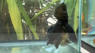 3547 male black oranda