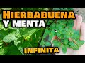 Hierbabuena y Menta INFINITA | Como Reproducir y Enraizar Menta y Hierbabuena por Esquejes