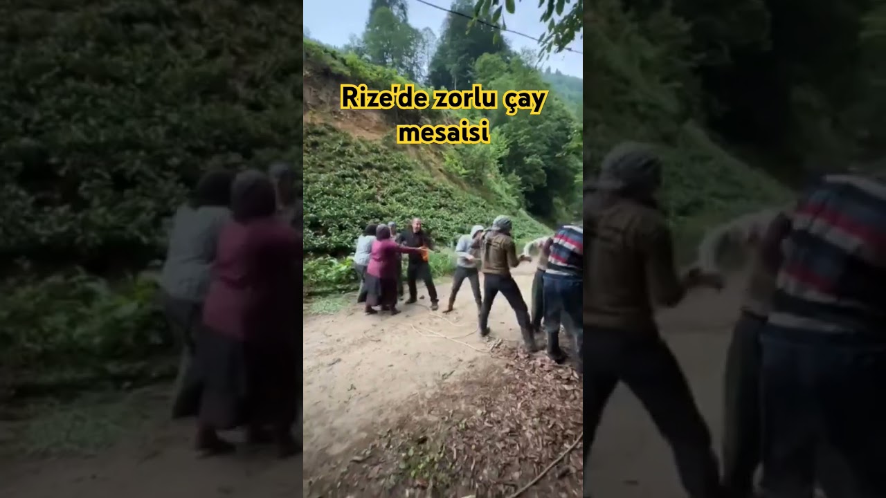 Rizede çay toplayıp satana kadar geçen çileli yolculuğa küçük bir örnek. 