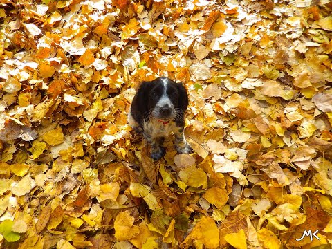 ასეთი დიდი სიყვარულით და სიხარულით რომელი ცოლი ან ქმარი ან შვილი დაგხვდებათ სახლში!