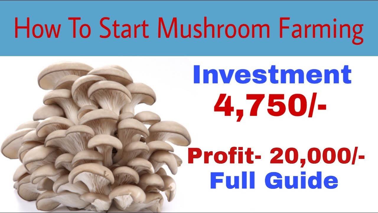 oyster mushroom farming business plan