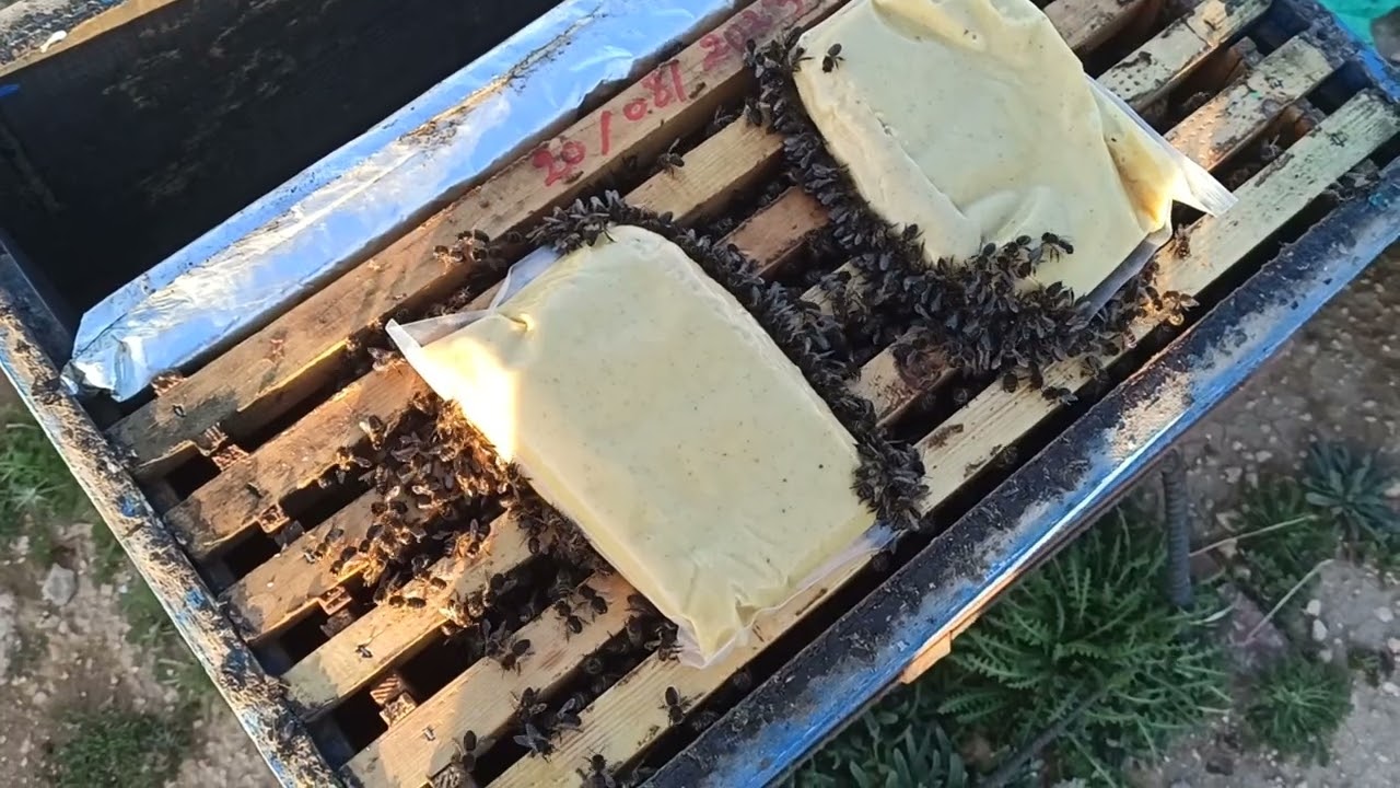 نصائح و ارشادات تربية النحل الشهر فيفري