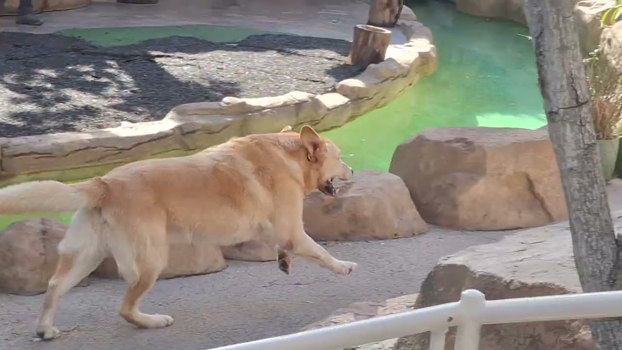 Dakota Porcupine, Elvis a Cheetah dog, Paloma  Andean Condor, Piccolo/Zildjian Singing Dogs! 2/9/26