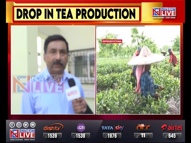 Assam: Climate change affects tea production, NE Tea Association seeks govt's proactive role