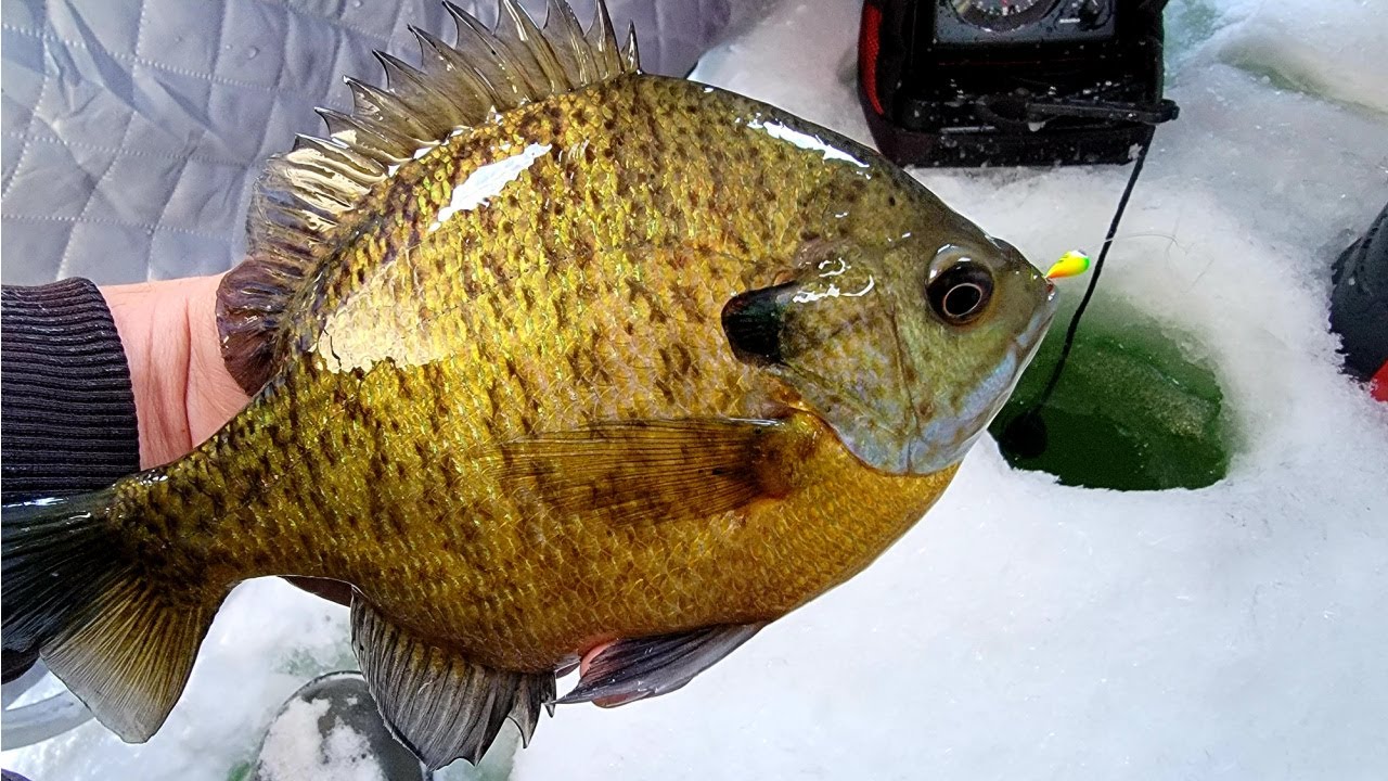 Chasing Bluegills in Extremely Cold Temps (Sub-Zero)