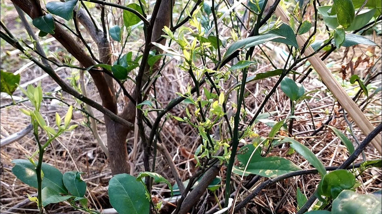 วิธีทำให้ ส้มเขียวหวาน มะนาว  เงาะ ออกดอกเร็ว lแม่จอยโชว์