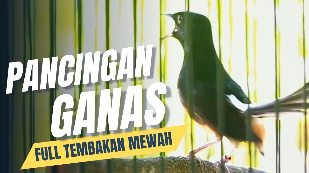 MURAI BATU GACOR FULL ISIAN TEMBAKAN MEWAH GANAS AMPUH MEMANCING MURAI BATU EMOSI