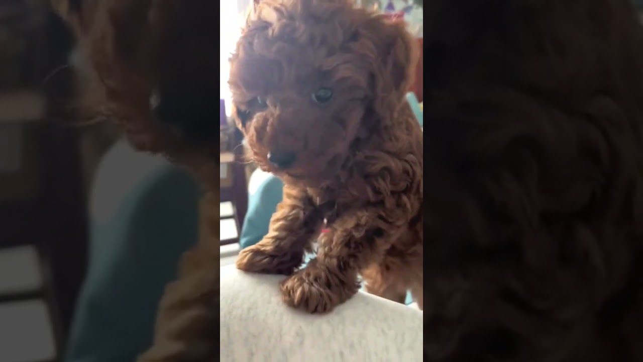 A poodle puppy is barking 