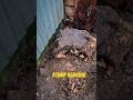 tree stump out by hand