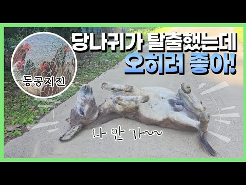 주인 건강 생각하는 효자가 따로 없네요