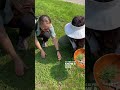 Watch this before you harvest a dandelion! You might THINK you have dandelions… but you might
