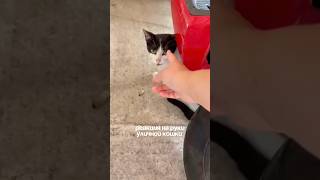 🥹Как кошка реагировала на руки живя на улице и как реагирует дома🥹