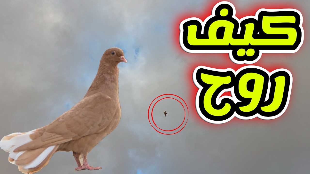 نصاد فرخ والحلو كيف رجع والله عجبني رجع مثل الصقر