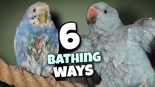 6 Simple Ways to Bathe Your Bird
