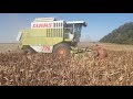 25.09.2019. NO-TILL сорго уборка CLAAS COMMANDOR 228