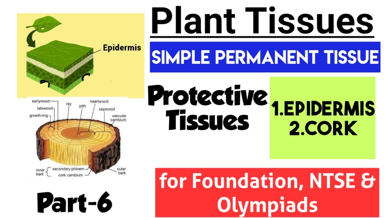 Protective Tissues in Plants | Plant Tissue | Simple Permanent Tissue | foundation NTSE & Olympiads