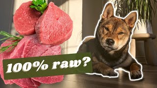 BARF DIET ep.1 | transitioning my SHIBA INU to a 100% RAW DIET