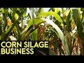 Corn Silage Business: Corn Silage Sub Grower Program of Joni and Susan  Agroshop
