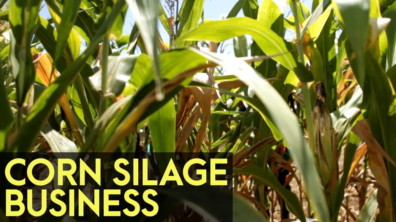 ⁣Corn Silage Business: Corn Silage Sub Grower Program of Joni and Susan  Agroshop