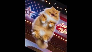 Never give up#Dream Of AGT #meow #cat #emotional #funny #cute #motivation
