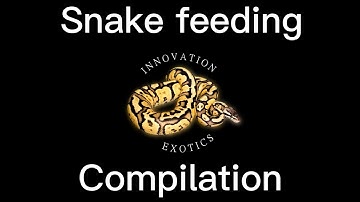 Ball python feeding compilation