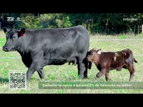 Lote 62 | ELO de Raças 20/06/26 | Programa Leilões