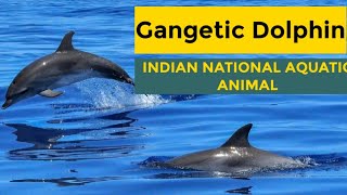 Gangetic River Dolphin | India's National Aquatic Animal - YouTube