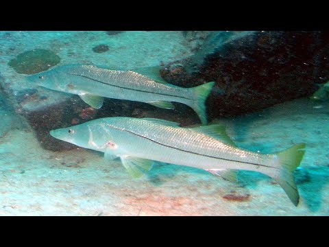 ვიდეო: სნუკ თევზს ქერქი აქვს?