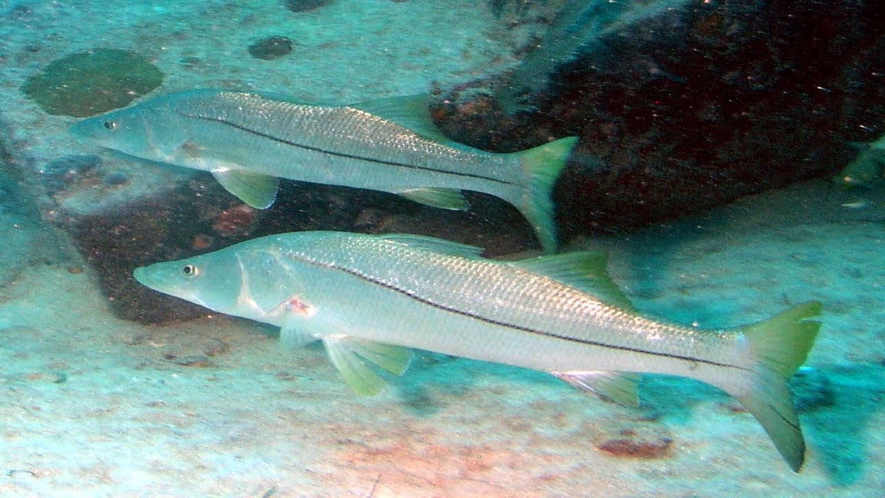 snook common facts