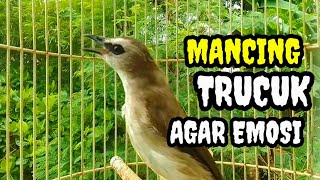 Suara burung trucuk gacor memanggil lawan nya Pancingan Ampuh trucuk betina memanggil jantan