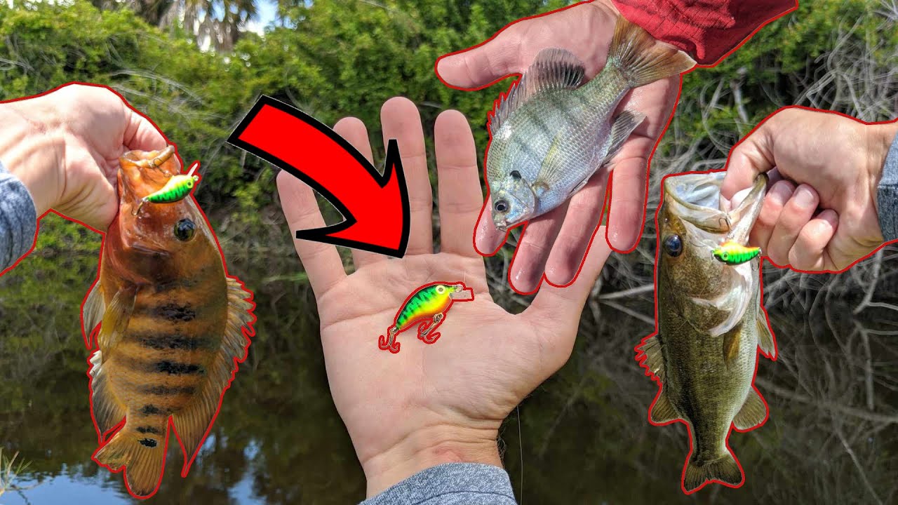 Strike King Bitsy Minnow Crankbait Multiple Species Micro Fishing!