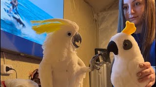 Funny and cute parrot 🤣  Who's the boss of the house?  🦜❤️  Funniest Cockatoo Life 🤩
