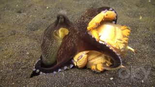 Octopus fighting Crab