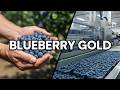 From Shrub to Superfood: Blueberry Farming | Mass Production Marvels