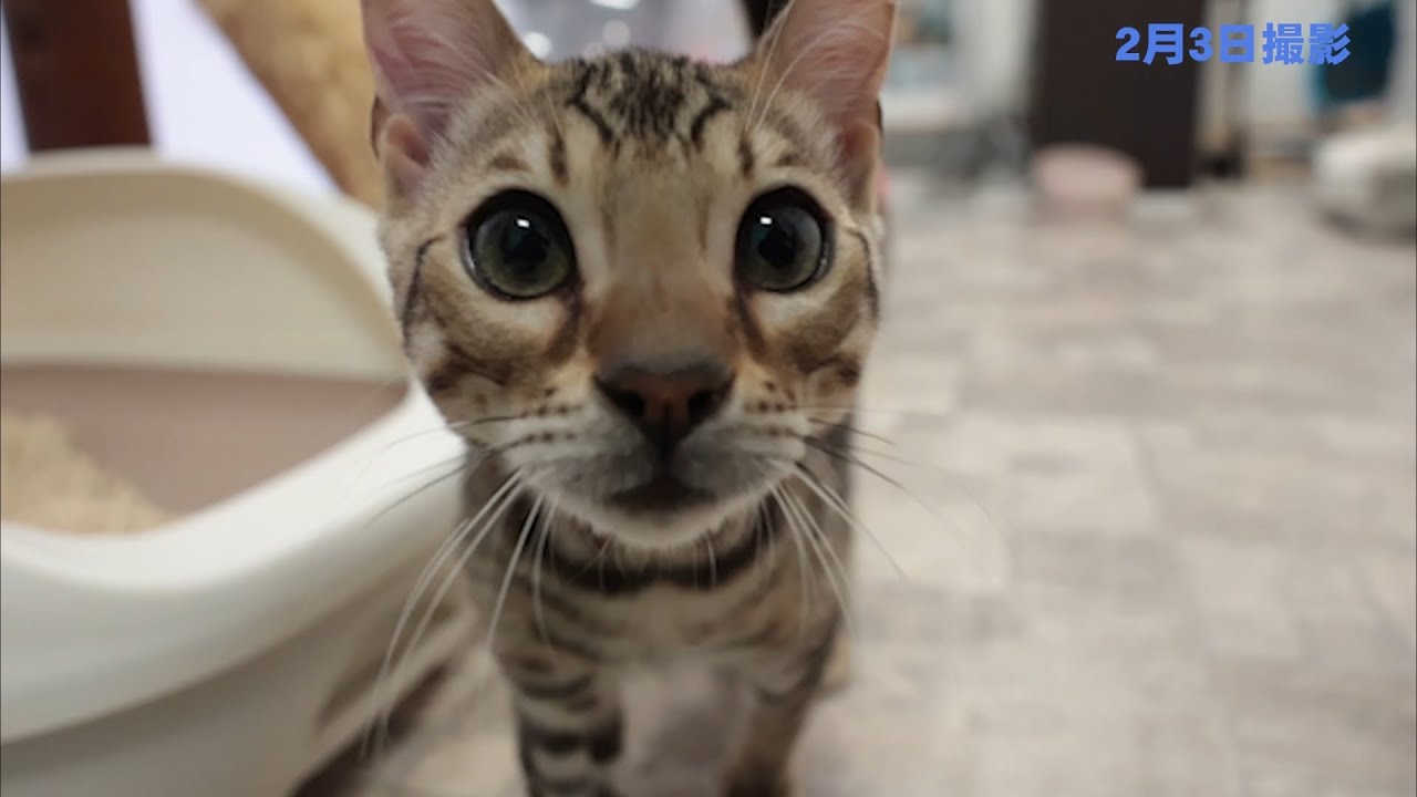 2025年9月4日生まれ　くるみママの子猫　ベンガル