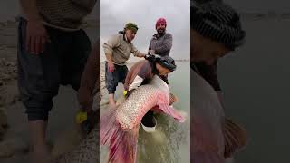 صياد عراقي يتفاجئ بصيد سمكة كبيرة جدا تزن 116 كيلو غرام