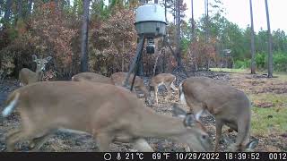 10302022 wild hog boar peeks out, bobcats