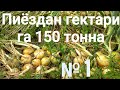 Пиёздан гектарига 150 тонна. РЕКОРД. 1-қисм