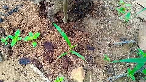 Cách Xử Lý Sâu Đục Thân Cây Điều