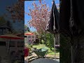 Schneesturm im Frühling?! 🌸❄️ Kirschblüten sorgen für Chaos
