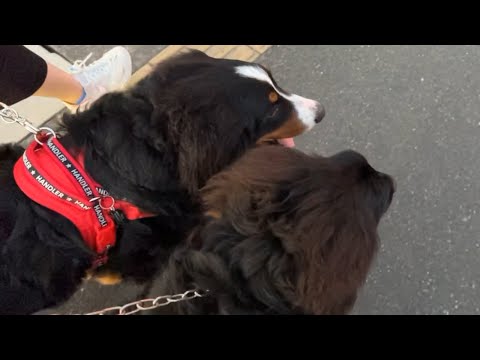 超大型犬のお散歩風景(ニューファンドランドのハニーちゃん・バーニーズマウンテンドッグのライリーくん)