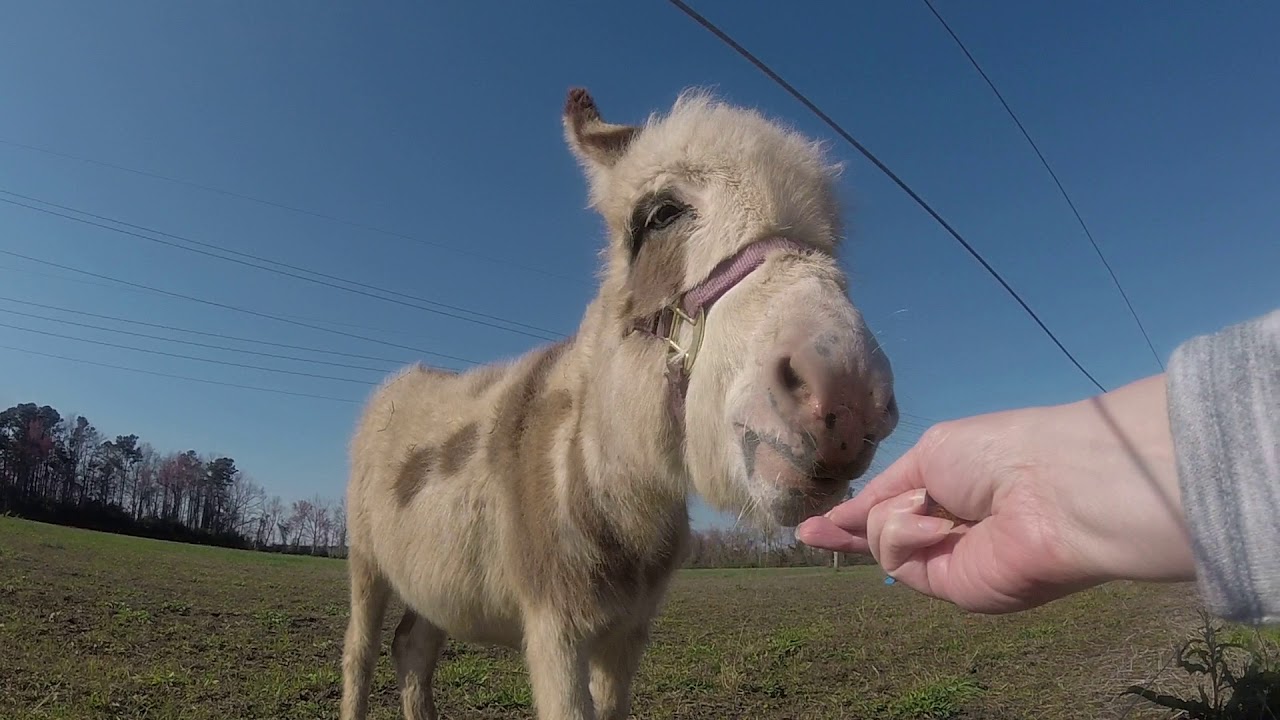 Jenny the mini donkey eating her frosted mini wheats treat - YouTube
