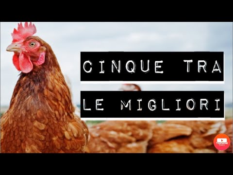 CINQUE tra le MIGLIORI galline ovaiole🐔|Nicole&rsquo;s Farm|