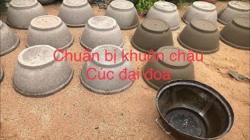 @ chuẩn bị chậu trồng hoa cúc đại đóa Tết 2024/#hoacucdaidoa,#taikt3