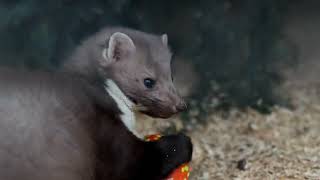 Playful Moment In The Zoo